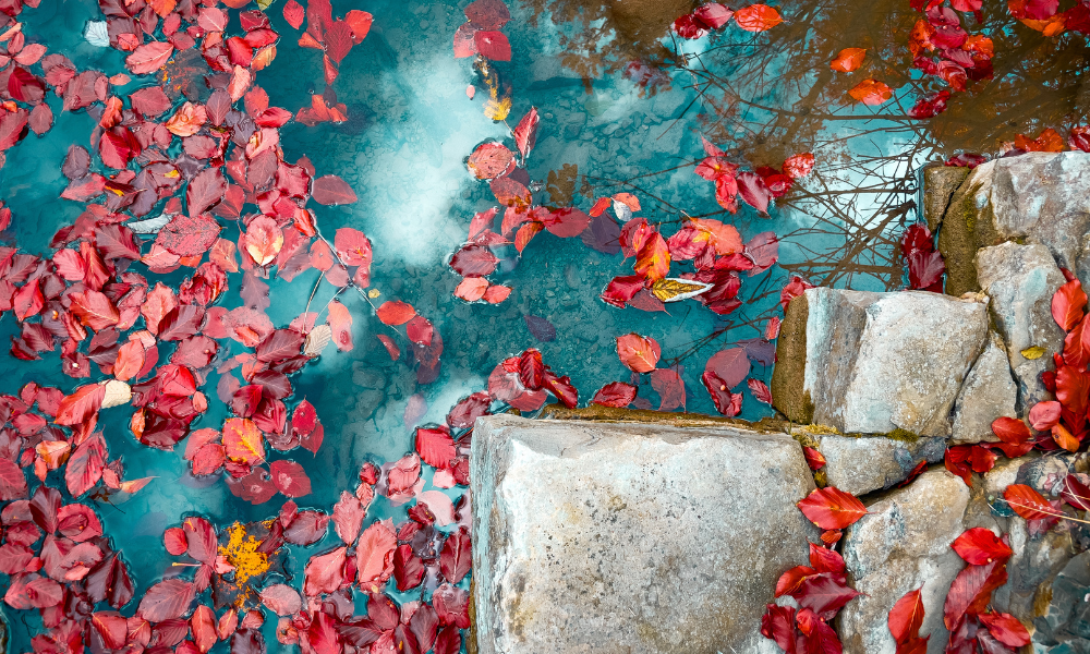Fall leaves in swimming pool